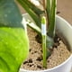 thumbnail image 2 of Medidor de Humedad del Suelo para Plantas de Interior (2 Unidades), Ideal para Plantas en Maceta de Interior (Grande), 2 of 5