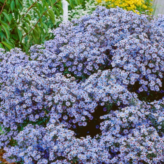 Direct Gardening American Aster Symphyotricum Dormant Bare Root Blue Flowering Perennial Plant