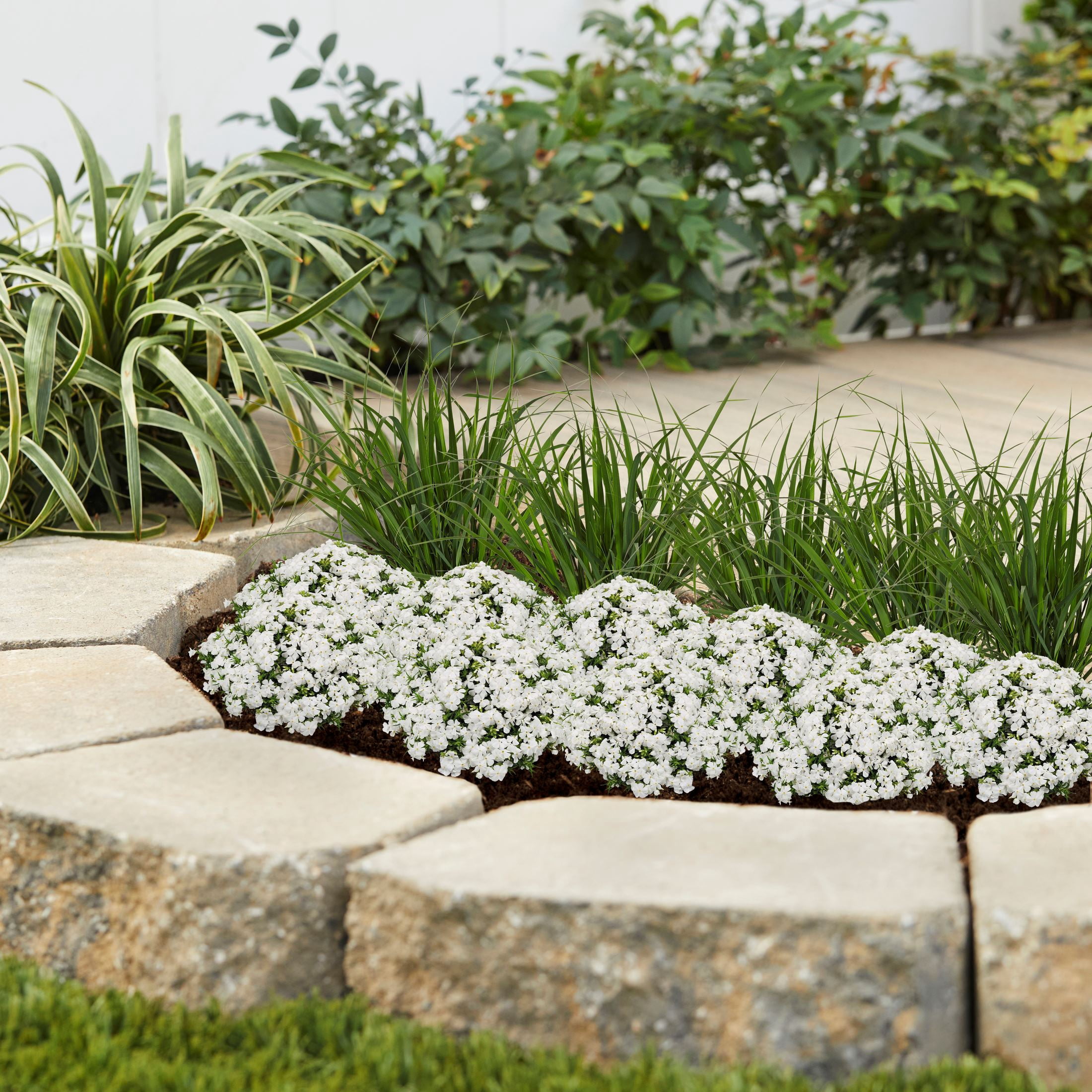 Expert Gardener 1.5PT White Phlox Subulata Live Perennial Plant Sun 5-Pack