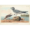 thumbnail image 2 of Audubon, John James 14x11 Black Ornate Wood Framed with Double Matting Museum Art Print Titled - Pl 285 Fork-tailed Gull, 2 of 4