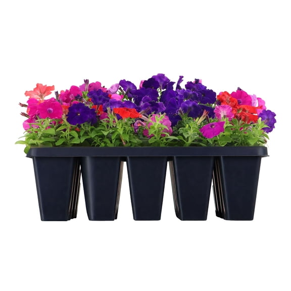 Expert Gardener 8" Multicolor Petunia Mix Live Plants in 3" Grower Pot Full Sun 20 Pack