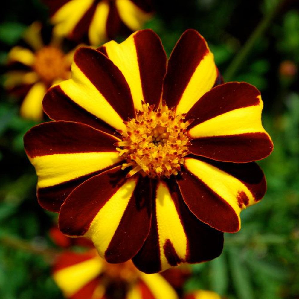 20 Seeds French Marigold COURT JESTER Harlequin Tall Plant - Walmart.com