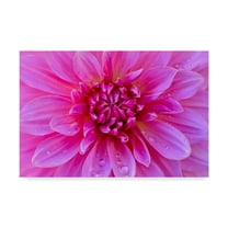 Trademark Fine Art 'Fuchia Pink Dahlia' Canvas Art by Cora Niele