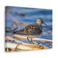 thumbnail image 2 of Majestic Sandpiper at the Edge of a Pond Print Animal Wall Art Wildlife Canvas Prints Wall Art Ready to Hang Unframed, 2 of 18