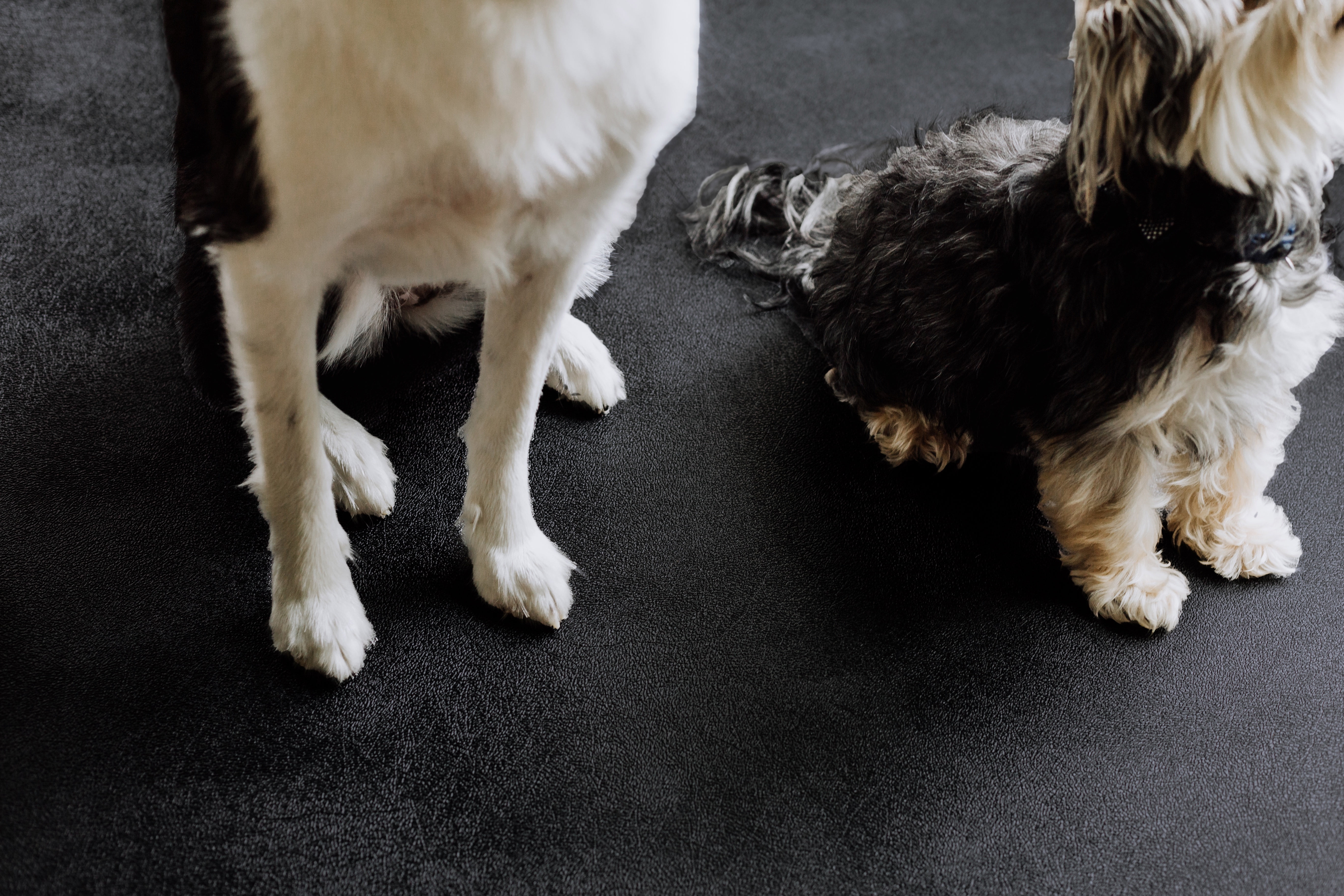 G-Floor 8.5' x 22' Vinyl Levant Pet Friendly Carpet Protector for Dogs & Cats - Midnight Black