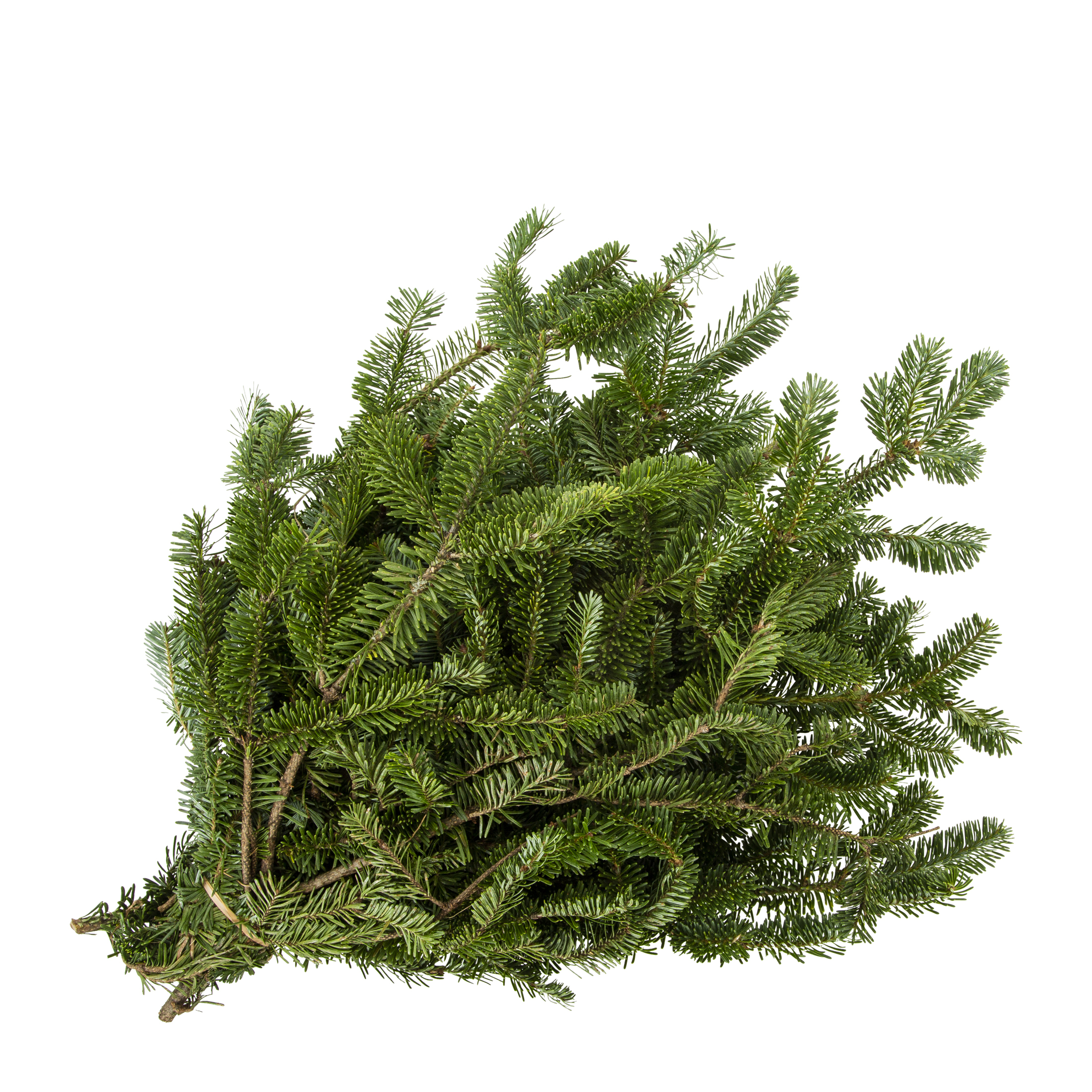 Expert Gardener 6 Inch Bough Bundle Bouqet Fresh Cut Frasier Fir Holiday Greens Live Plants