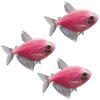GloFish® White Skirt Tetra Add-On 3ct Live Assortments
