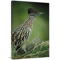 24 x 36 in. Greater Roadrunner Portrait, Native to Arid Southern United States Art Print - San Diego Zoo