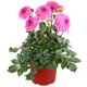 thumbnail image 2 of planta gazania 5", 2 of 5