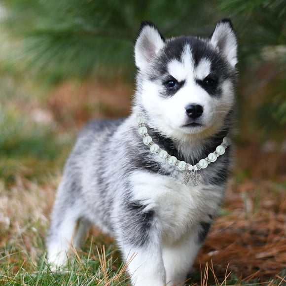 TABLETREANDS Collar De Para Mascotas Azul Con Ajustable Y Colgante Chic