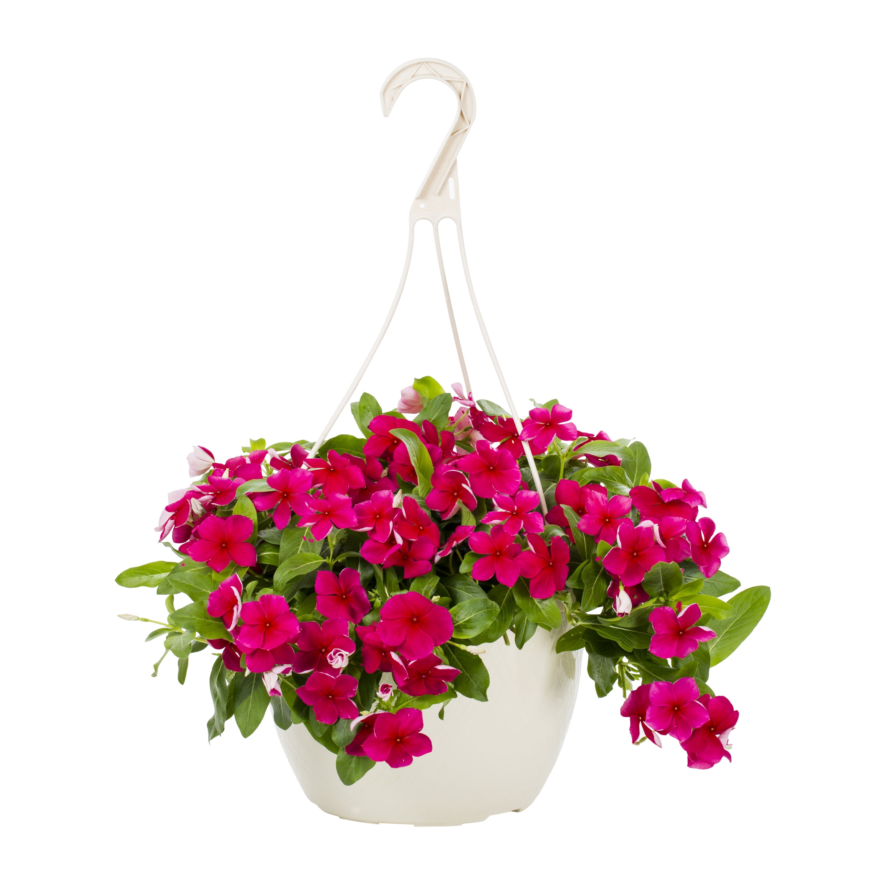 Expert Gardener 1.5G Vinca Pink Annual Live Plant (1 Pack) with Hanging