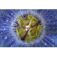 thumbnail image 2 of Paulson, Don 24x17 Black Ornate Wood Framed with Double Matting Museum Art Print Titled - Close-up of dewy passion flower, 2 of 4