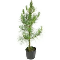 3 gal Loblolly Pine Live Tree with Full Sunlight