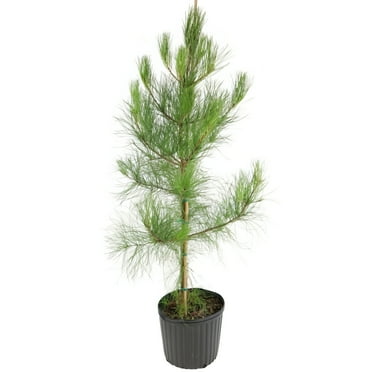 3 gal Loblolly Pine Live Tree with Full Sunlight