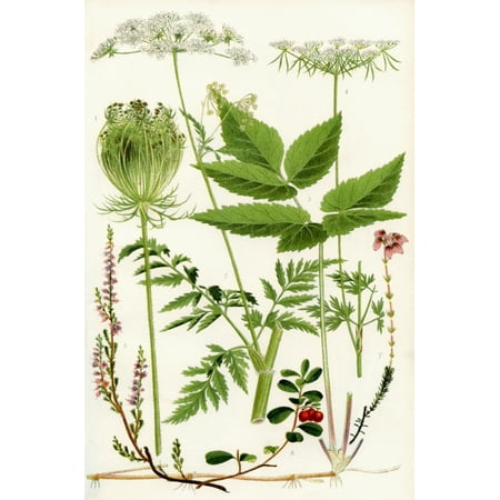 Wildflowers 1 Wild Carrot 2 Wild Chervil 2 Gout weed 4 Fools Parsley 5 Ling 6 Cowberry 7 Cross leaved Heath Poster Print by Hilary Jane Morgan  Design (Pics Of The Best Weed In The World)