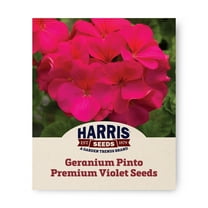 Harris Seeds - Geranium Pinto Premium Violet F1 Seeds - Large Flowers - 100 Seeds