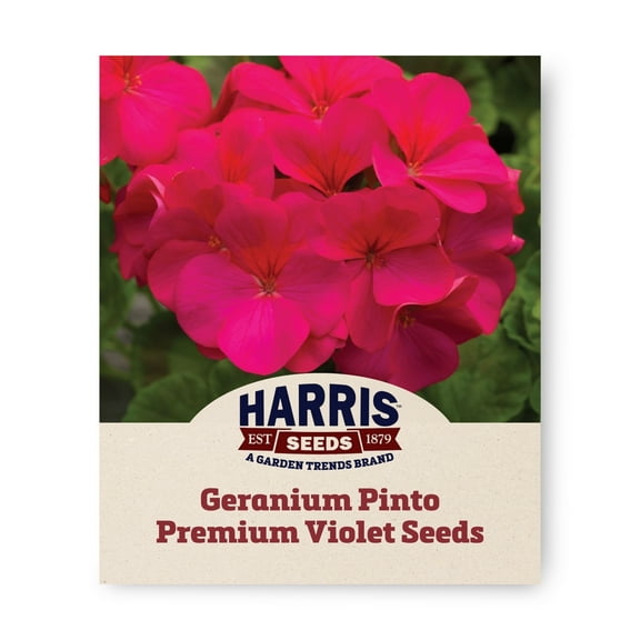 Harris Seeds - Geranium Pinto Premium Violet F1 Seeds - Large Flowers - 100 Seeds