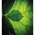 thumbnail image 3 of Green Duvet Cover Set, Nature Forest Big Amazon Brazilian Tree Leaf with Vein and Sunbeams Image, Decorative 3 Piece Bedding Set with 2 Pillow Shams, Queen Size, Olive and Dark Green, by Ambesonne, 3 of 3