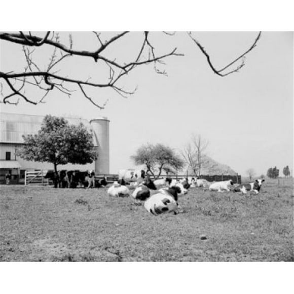 Posterazzi SAL255424670 Farm with Cows Grazing on Pasture Poster Print - 18 x 24 in.