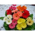 Better Homes & Gardens, Outdoor, Live Plants, Multicolor, Gerbera Daisy