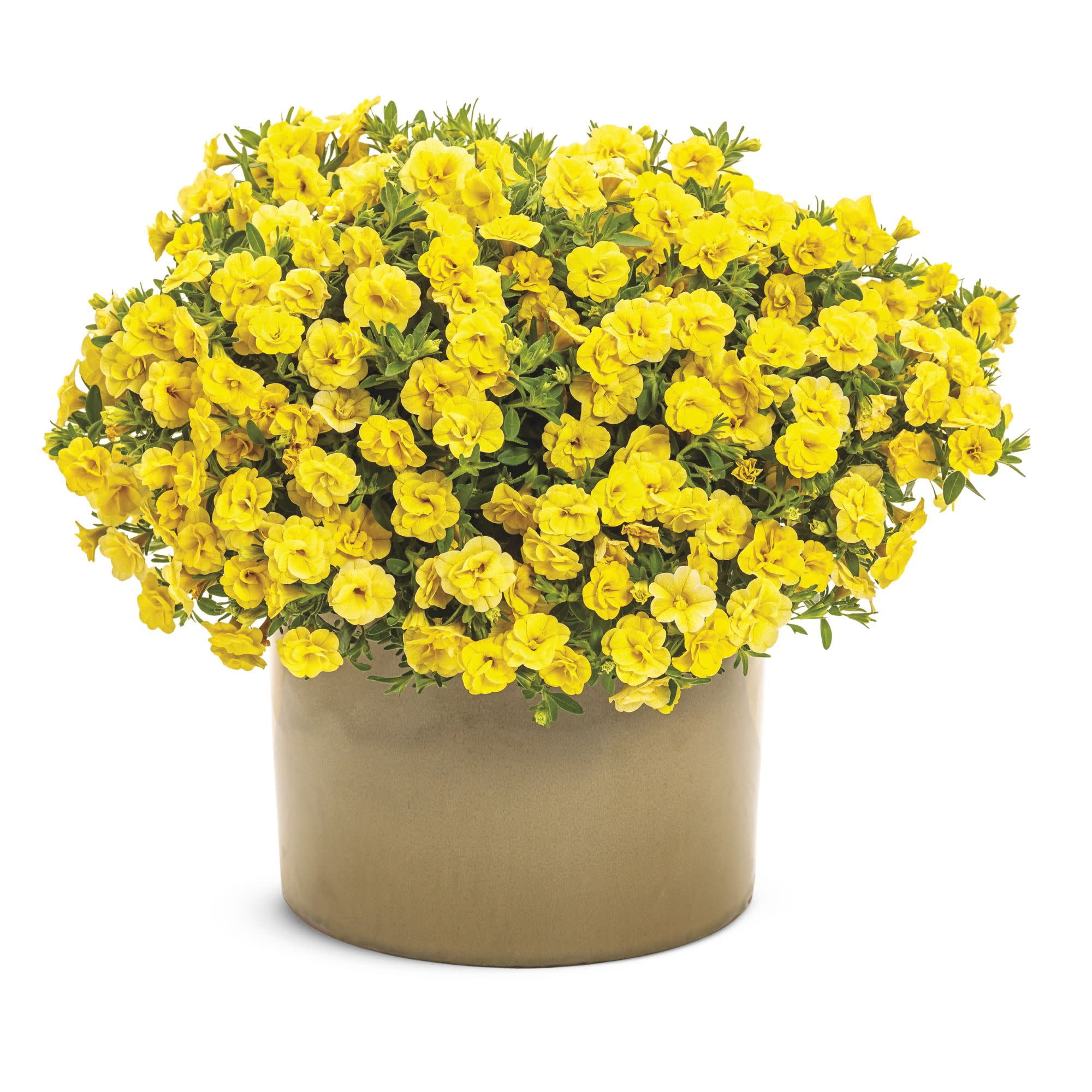 Proven Winners 4" Superbells Double Yellow Calibrachoa Live Plant in 4.25" Pot (4 Count)