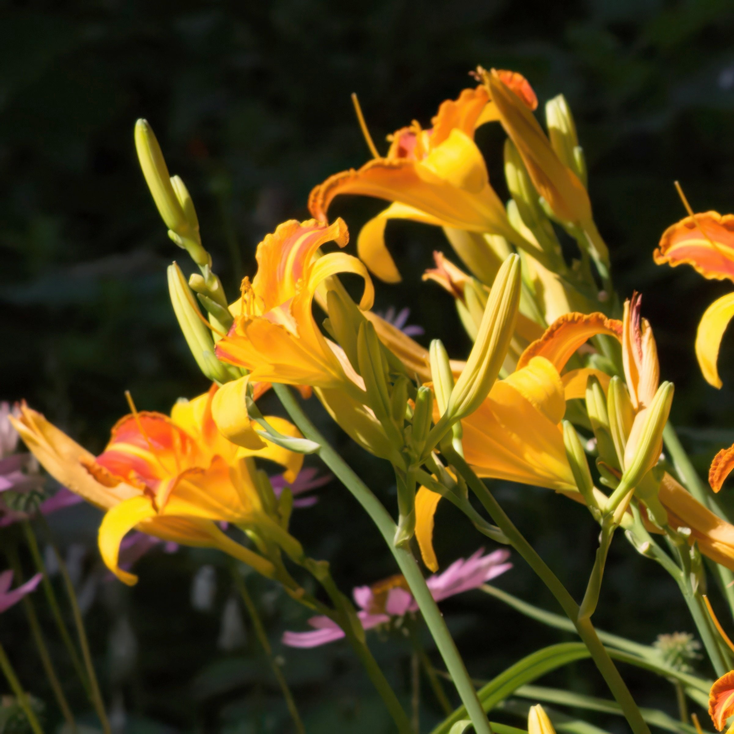 National Plant Network 1 gal. Daylily Frans Hals Perennial Plant (4-Pack)