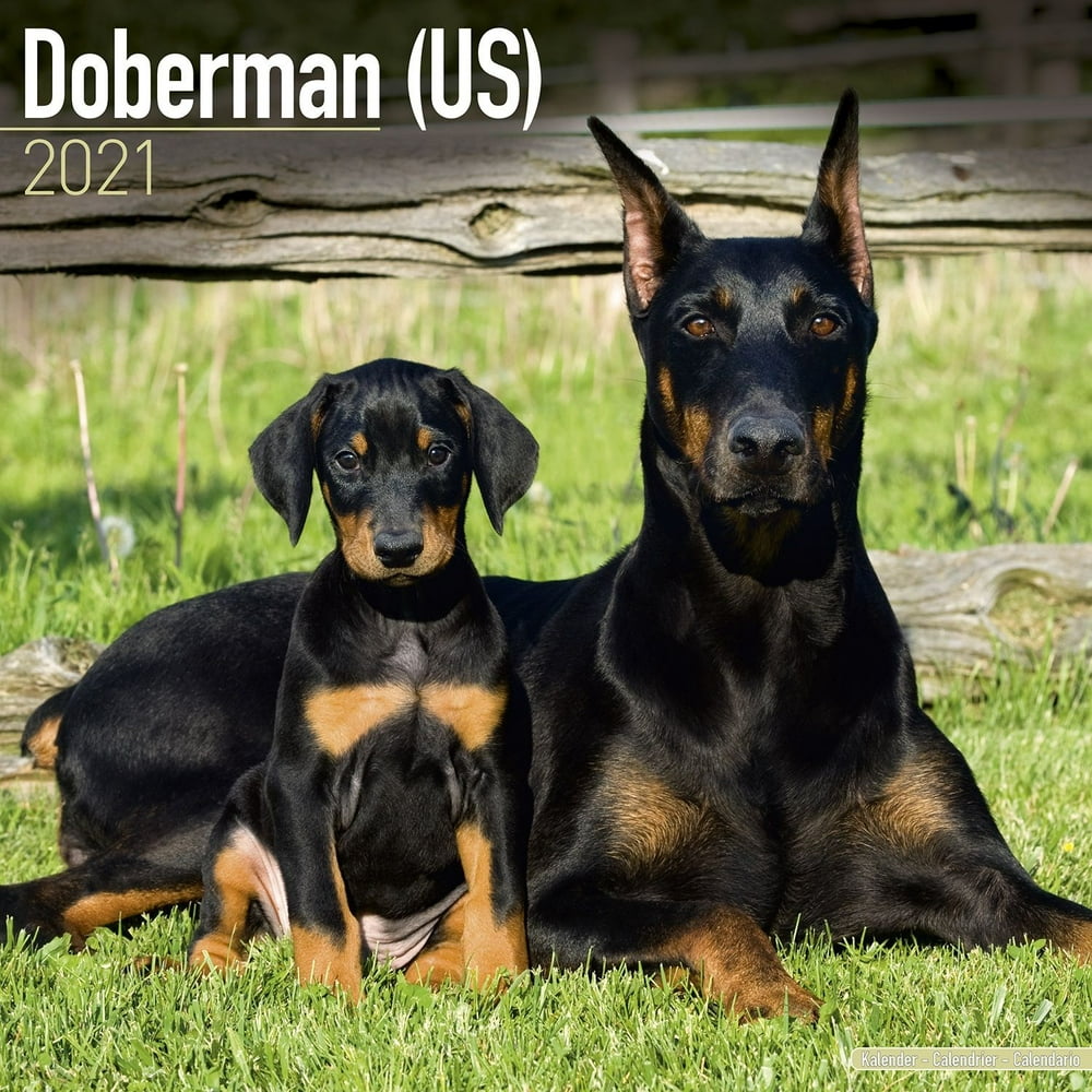 Doberman Calendar 2021 - Doberman Dog Breed Calendar - Dobermans