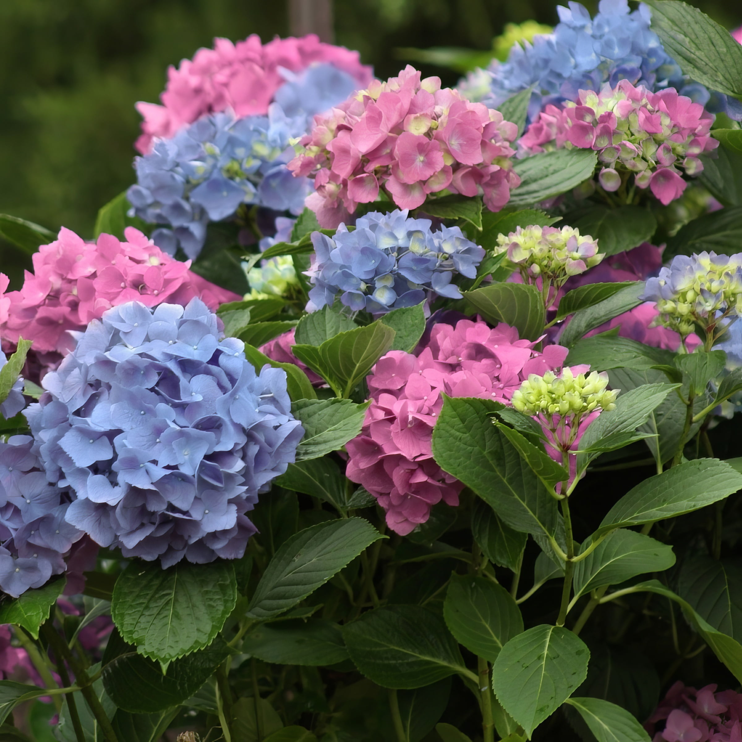 National Plant Network 4" Hydrangea 'LA Dreamin'Live Perennial Shrub with Partial Sun (3-Pack)
