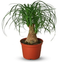 Palm Ponytail Live Plant for Indoor | Different Houseplants in 4'' & 6'' Pot | Real House Plant for Living Room, Office, Desk & Bathroom | Beaucarnea recurvata | Ponytail Palm