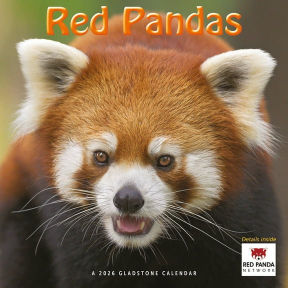 Red Pandas: 12x12 Wall, (Paperback)