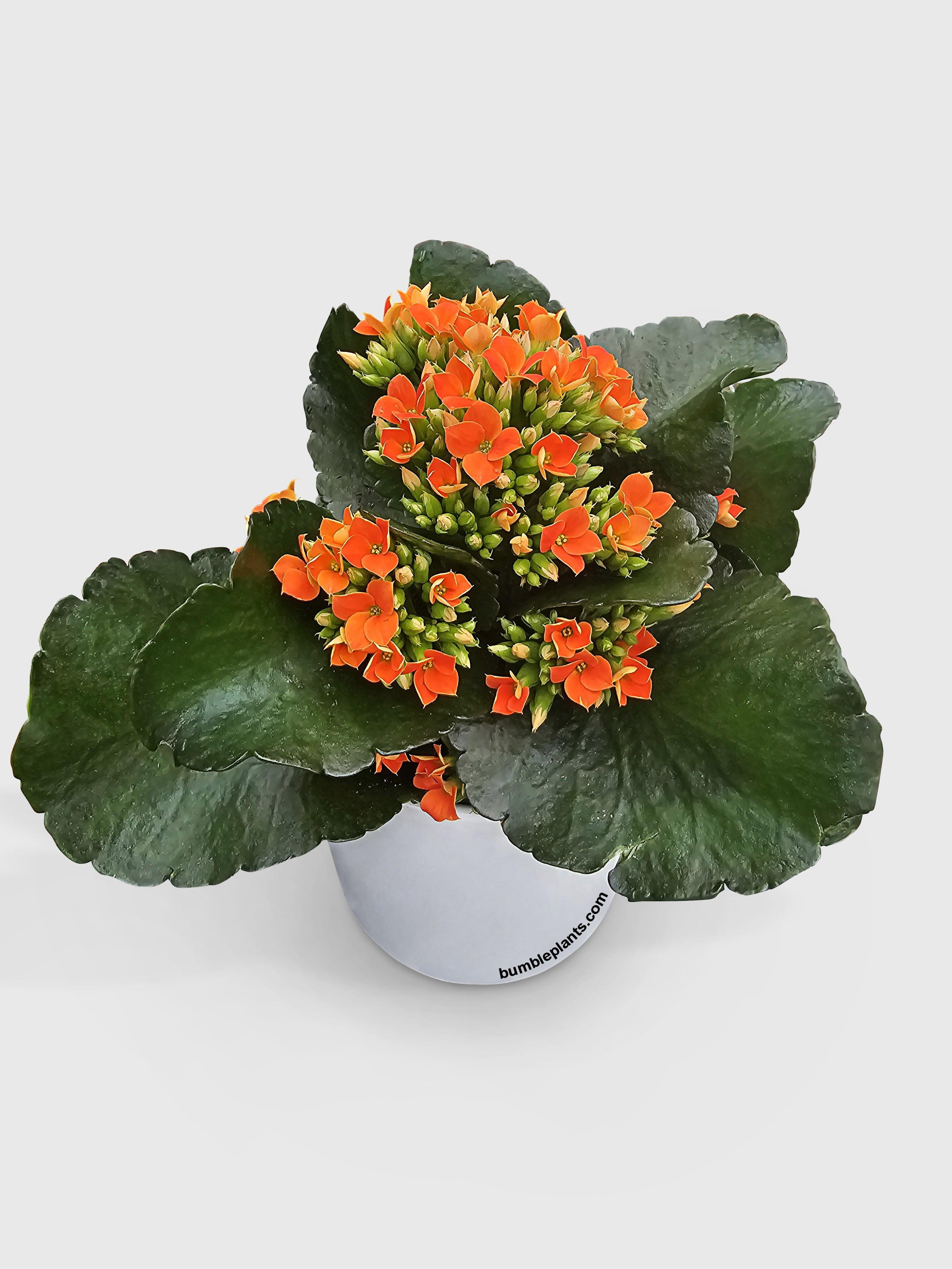 Kalanchoe Flowering Plant - Live Air-Purifying Indoor Plant in Nursery Pot – Easy Care, Low Maintenance Houseplant for Home & Office Decor, Natural Air Cleaner, Best for Beginners (4"Pot, Yellow)