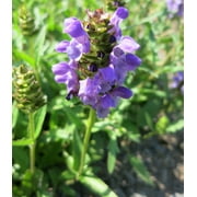 Earthcare Seeds - Prunella Vulgaris Var. Lanceolata 700 Seeds (Heal All - Self Heal) Heirloom - Open Pollinated
