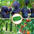 thumbnail image 5 of Climbing Net For Plants, 18-Strand Green Garden Trellis Netting For Vines Flowers Pothos, Plant Support Mesh Protection Against Birds Animals, 0.9X1.8M (36X72Inch) For Gardening, 5 of 6