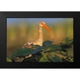 thumbnail image 2 of Fitzharris, Tim 24x17 Black Modern Framed Museum Art Print Titled - Immature White Ibis, 2 of 5