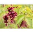 thumbnail image 3 of Johnson, George 18x14 Black Modern Framed Museum Art Print Titled - Red Berries and Green Leaves, 3 of 5