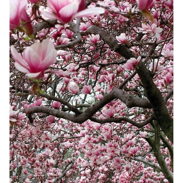 Magnolia Def Plant Magnolia Tree