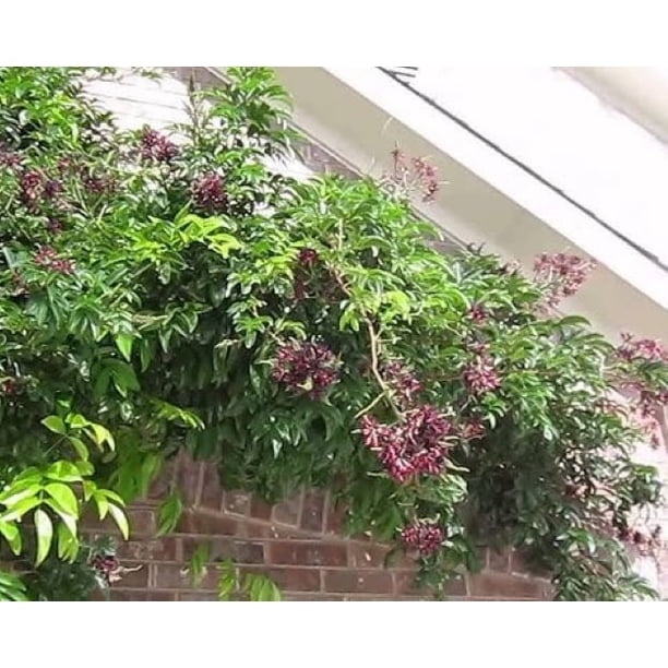 Evergreen Wisteria ( callerya ) - Live Plant - ( 2.5 QT ) - Non Invasive -  Fast Growing