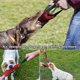 thumbnail image 3 of morsure De Chien Indestructible Rouge, 6,7 cm * 30 cm, Avec 2 Poignes, Tuyau D'incendie Jouet Pour Chien, Morsure De Chien Super Robuste, 3 of 5
