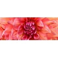 thumbnail image 2 of Michal, Susan 32x15 Black Ornate Wood Framed with Double Matting Museum Art Print Titled - Perfect Dahlia, 2 of 4