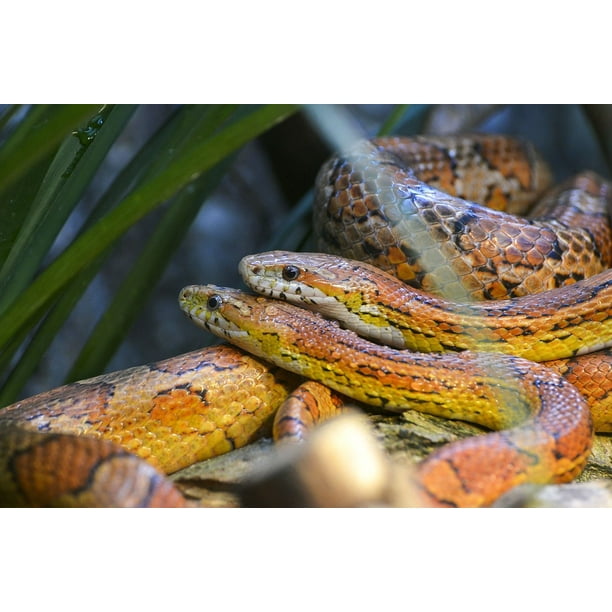 Peel N Stick Poster Of Guttatus Couple Snake Pantherophis Corn Snake Poster 24x16 Adhesive Decal Walmart Com Walmart Com