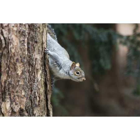 A grey squirrel making its way down a tree trunkMiddlesborough teeside england Canvas Art - John Short  Design Pics (38 x (Best Way To Put Weave In Short Hair)