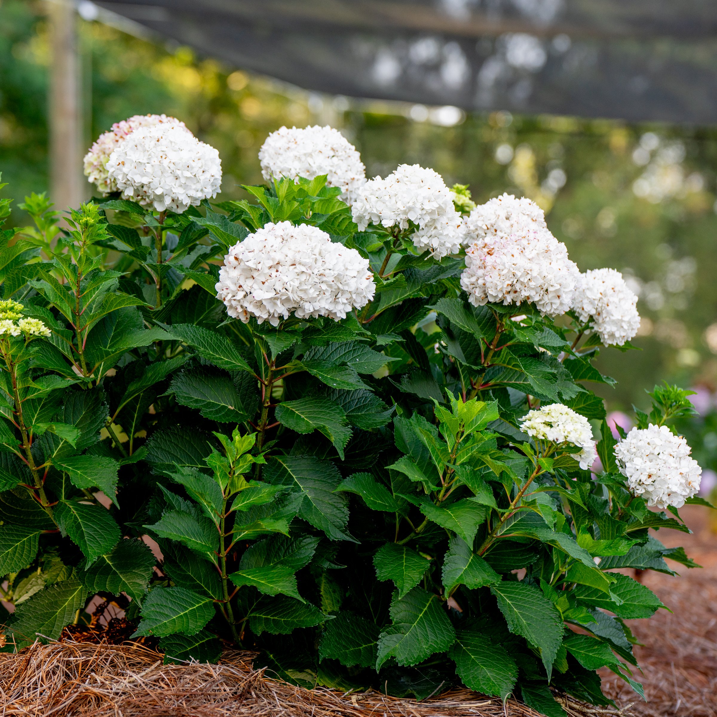 National Plant Network 3 gal. Hydrangea Endless Summer Dreamcloud