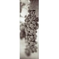 thumbnail image 2 of Blaustein, Alan 11x24 Gold Ornate Wood Framed with Double Matting Museum Art Print Titled - Grapes Pano - 3, 2 of 4