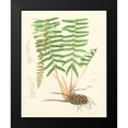 thumbnail image 2 of Eaton 20x24 Black Modern Framed Museum Art Print Titled - Eaton Ferns IV, 2 of 5