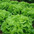 thumbnail image 1 of GSDWIUEW 2000+ Oakleaf Lettuce Seeds Heirloom Seeds Its Tender Leaves Offer a Delightfully Crisp Texture and Slightly Nutty Taste Making it Versatile Addition to Various Culinary Creations, 1 of 4