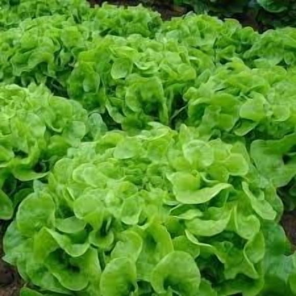 GSDWIUEW 2000+ Oakleaf Lettuce Seeds Heirloom Seeds Its Tender Leaves Offer a Delightfully Crisp Texture and Slightly Nutty Taste Making it Versatile Addition to Various Culinary Creations