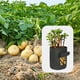 thumbnail image 4 of Bolsa de Tela para Cultivo de Patatas de 7 Galones | Contenedor Reutilizable para Plantas con Asas y Solapa | Maceta de Jardín Transpirable No Tejida para Verduras, Tomate, Cebolla, Zanahoria, 4 of 7