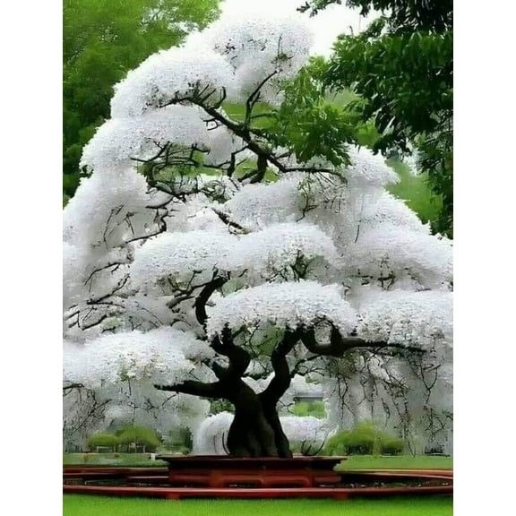 Green River 5 White Flowering Cherry Tree Seeds - Fragrant White Blossoms for Early Spring Gardening & Ornamental Landscaping