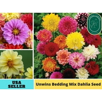 40  Seeds| Unwins Bedding Mix seed Dahlia Perennial Seeds - Authentic Seeds - GMO Free ~~Flower seeds ~ Asian Garden~ Herbs B5G1 #D033