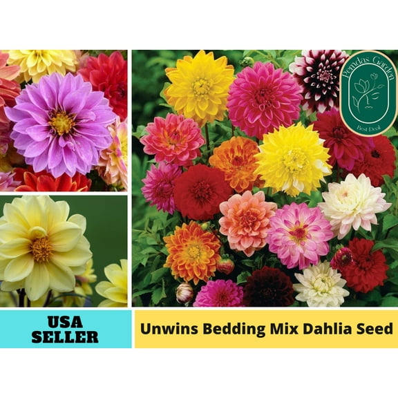 40  Seeds| Unwins Bedding Mix seed Dahlia Perennial Seeds - Authentic Seeds - GMO Free ~~Flower seeds ~ Asian Garden~ Herbs B5G1 #D033